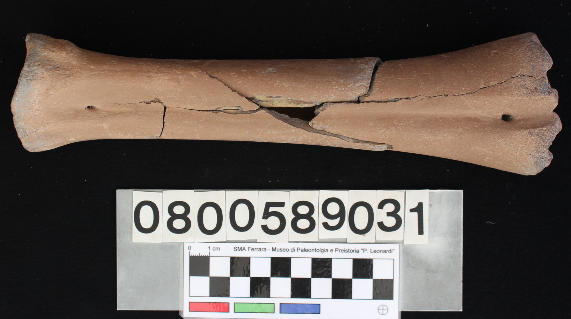 fossile (Bos primigenius, metatarso, esemplare)