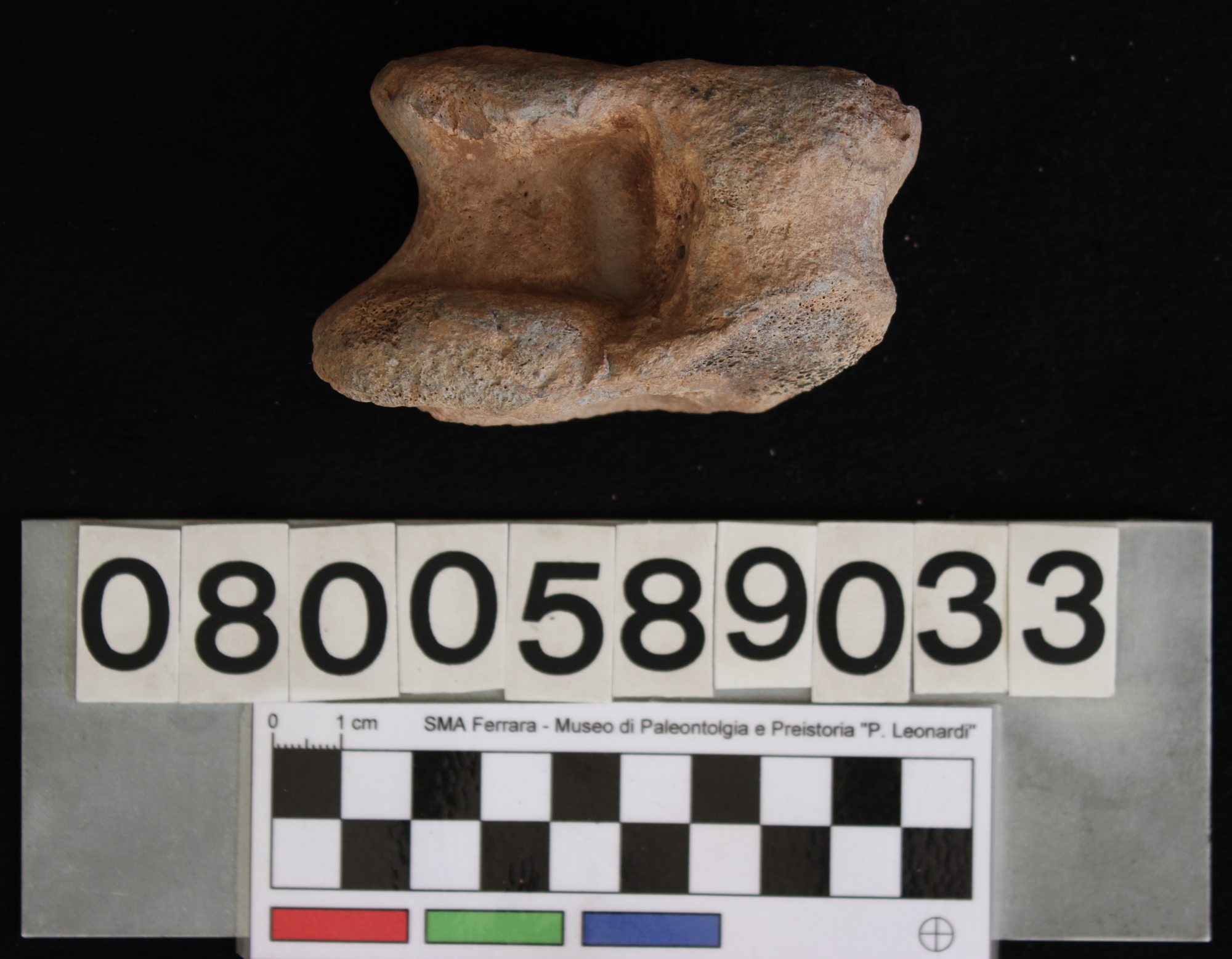 fossile (Bos vel Bison, astragalo, esemplare)