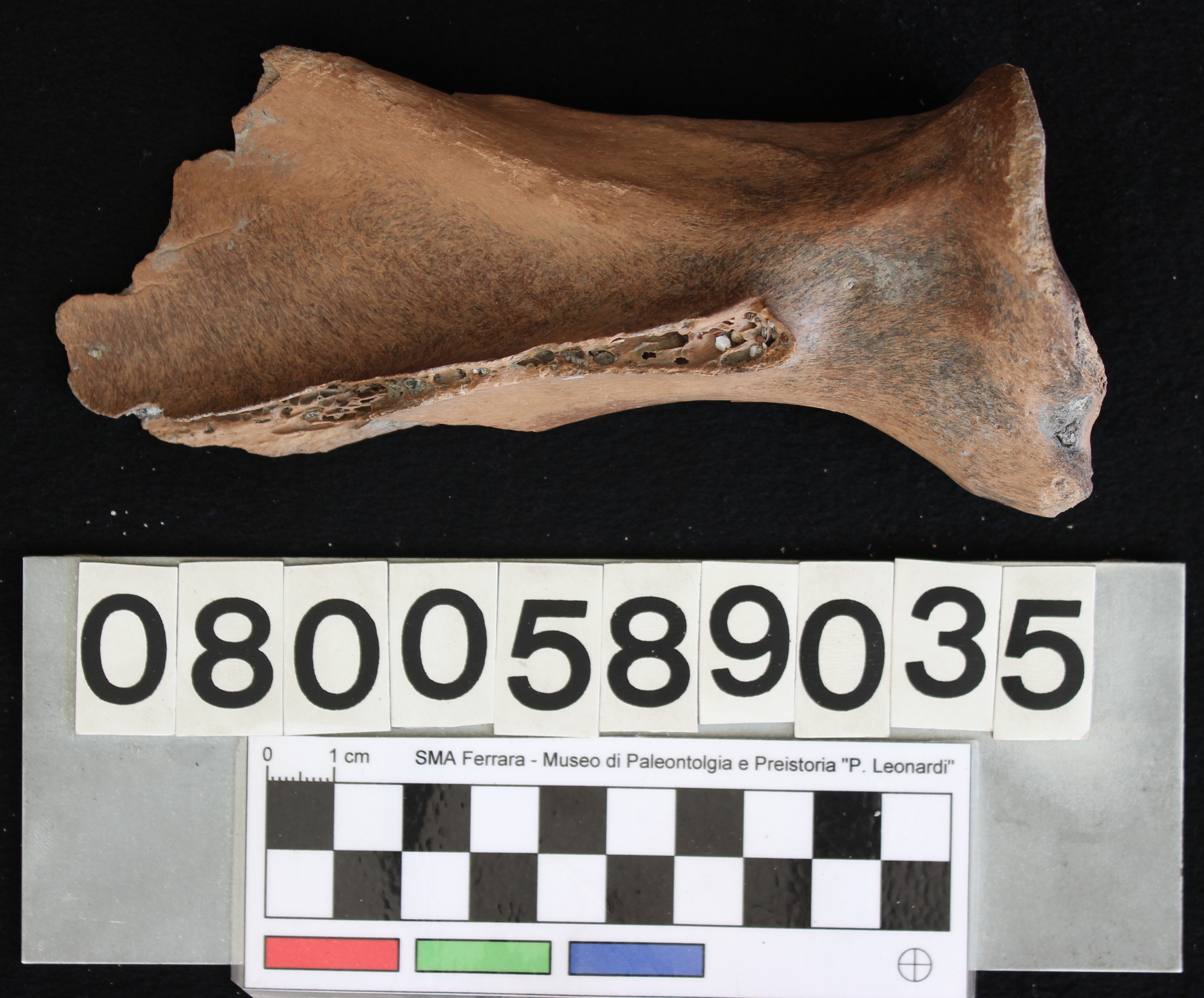 fossile (Cervus elaphus, scapola, esemplare)