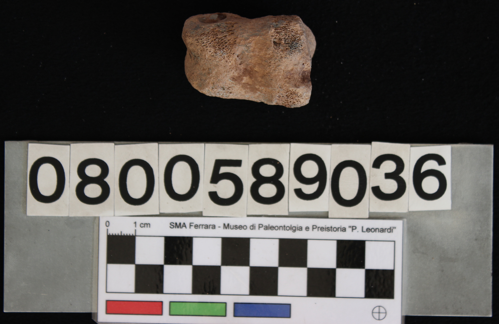 fossile (Bos vel Bison, falange, esemplare)