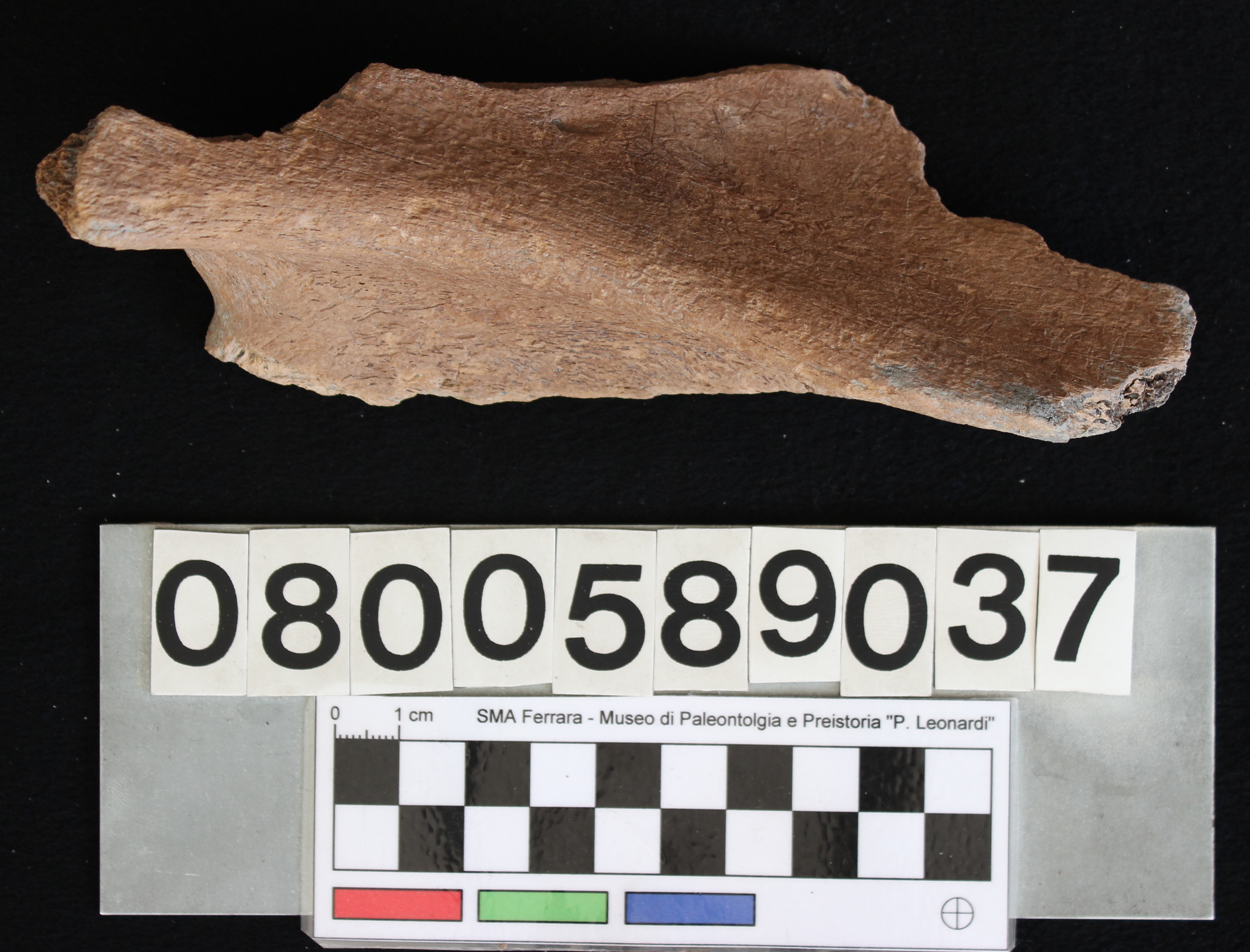 fossile (Indeterminato, scapola, esemplare)