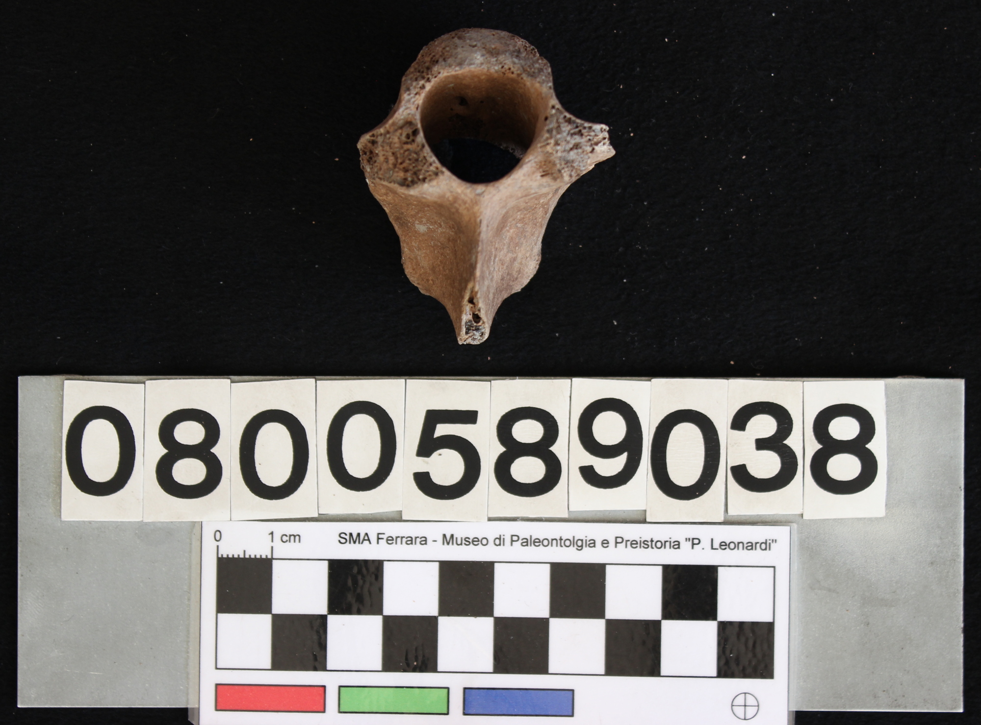 fossile (Indeterminato, vertebra, esemplare)