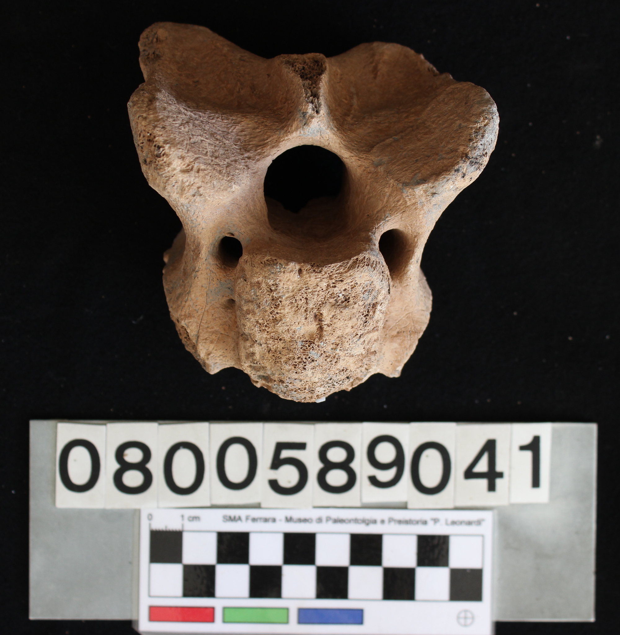 fossile (Indeterminato, vertebra, esemplare)