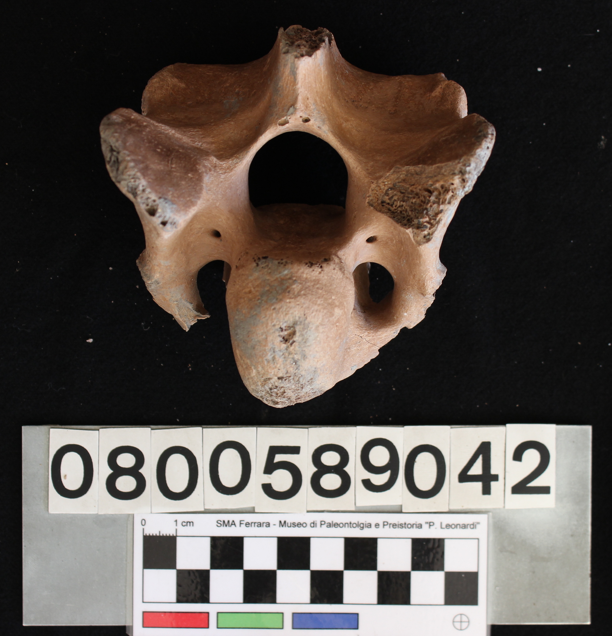 fossile (Indeterminato, vertebra, esemplare)