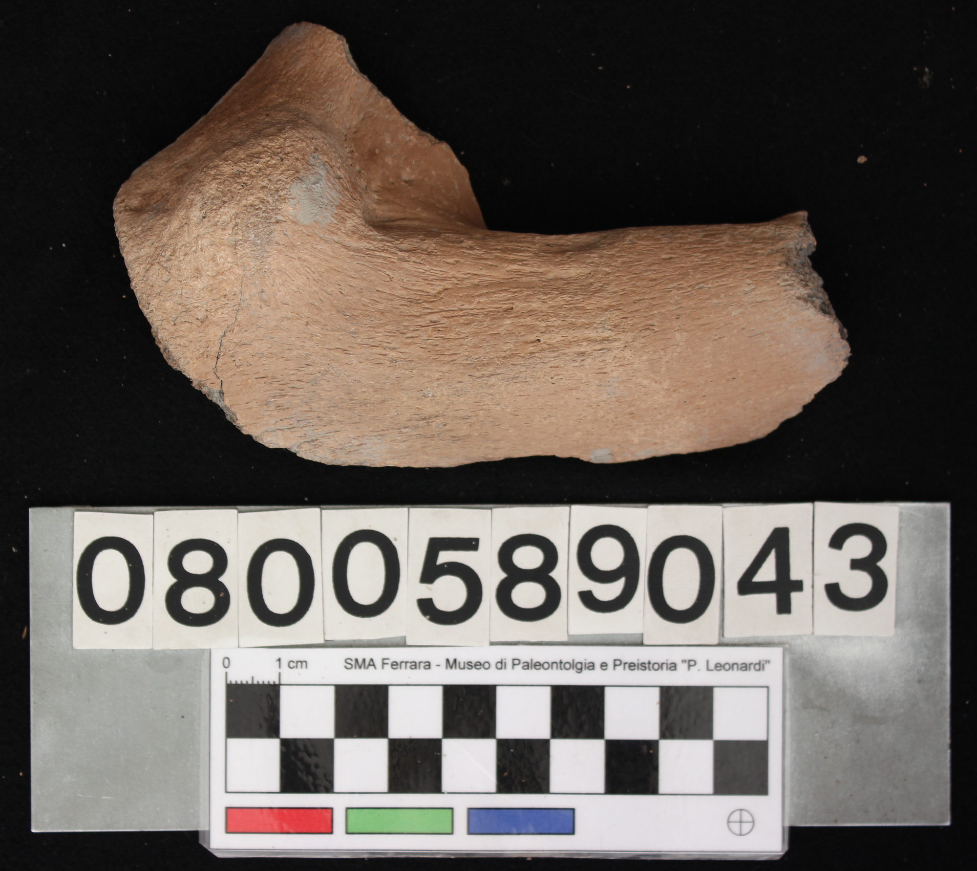 fossile (Bos vel Bison, femore, esemplare)