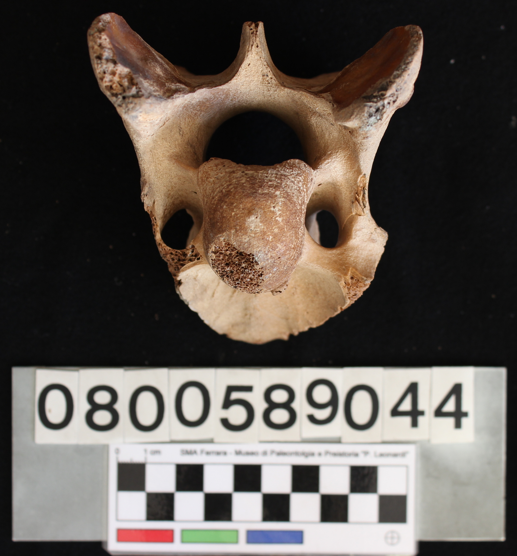 fossile (Bos vel Bison, vertebra, esemplare)