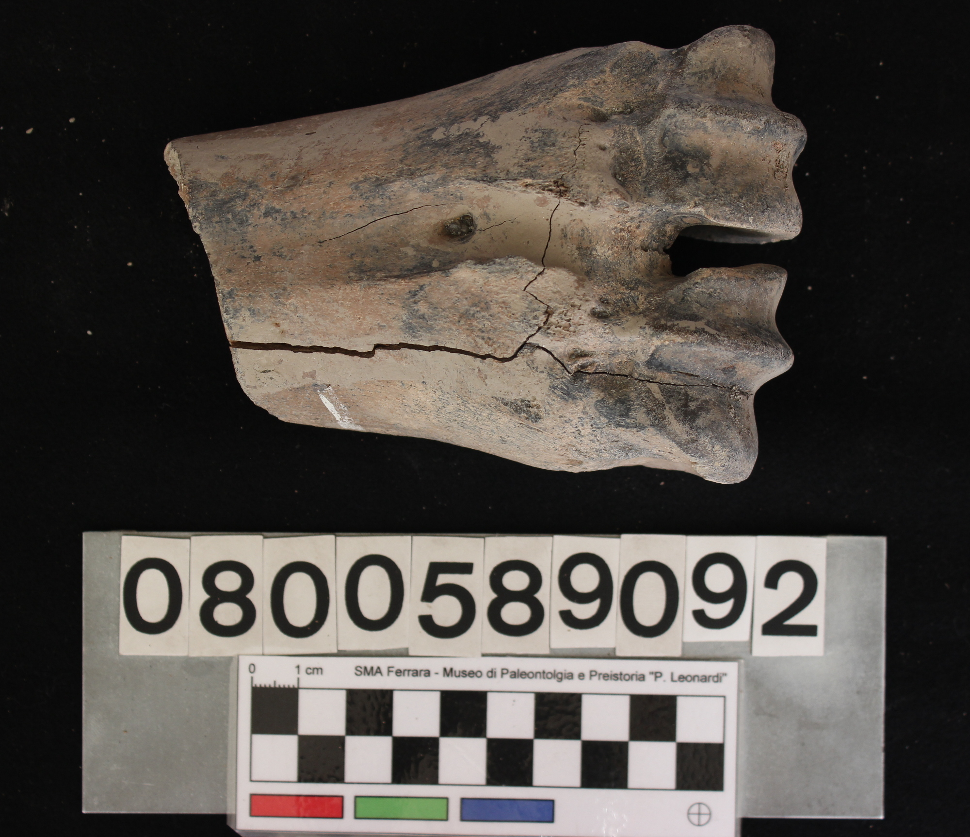fossile (Bison priscus, metacarpo, esemplare)