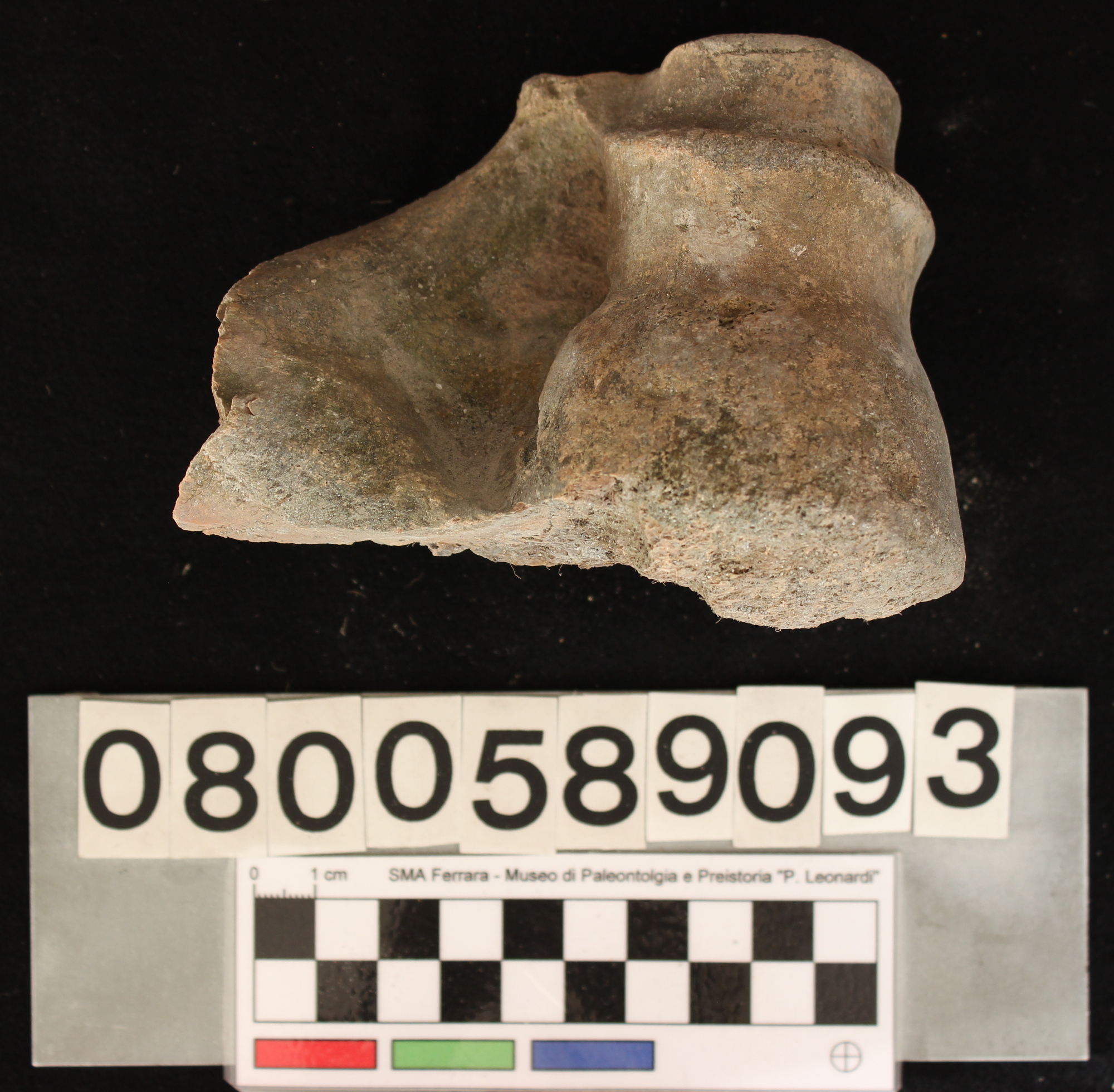 fossile (Bison priscus, omero, esemplare)