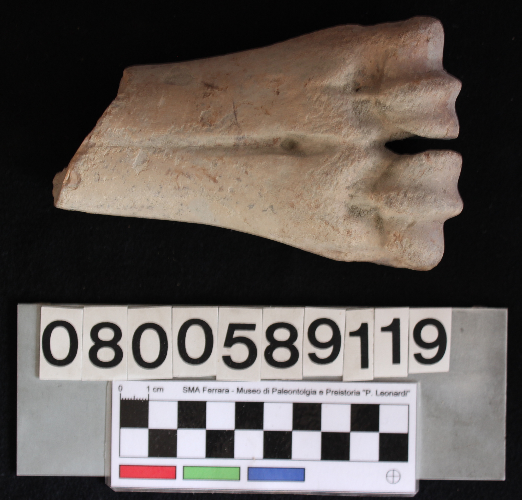 fossile (Bison priscus, metacarpo, esemplare)