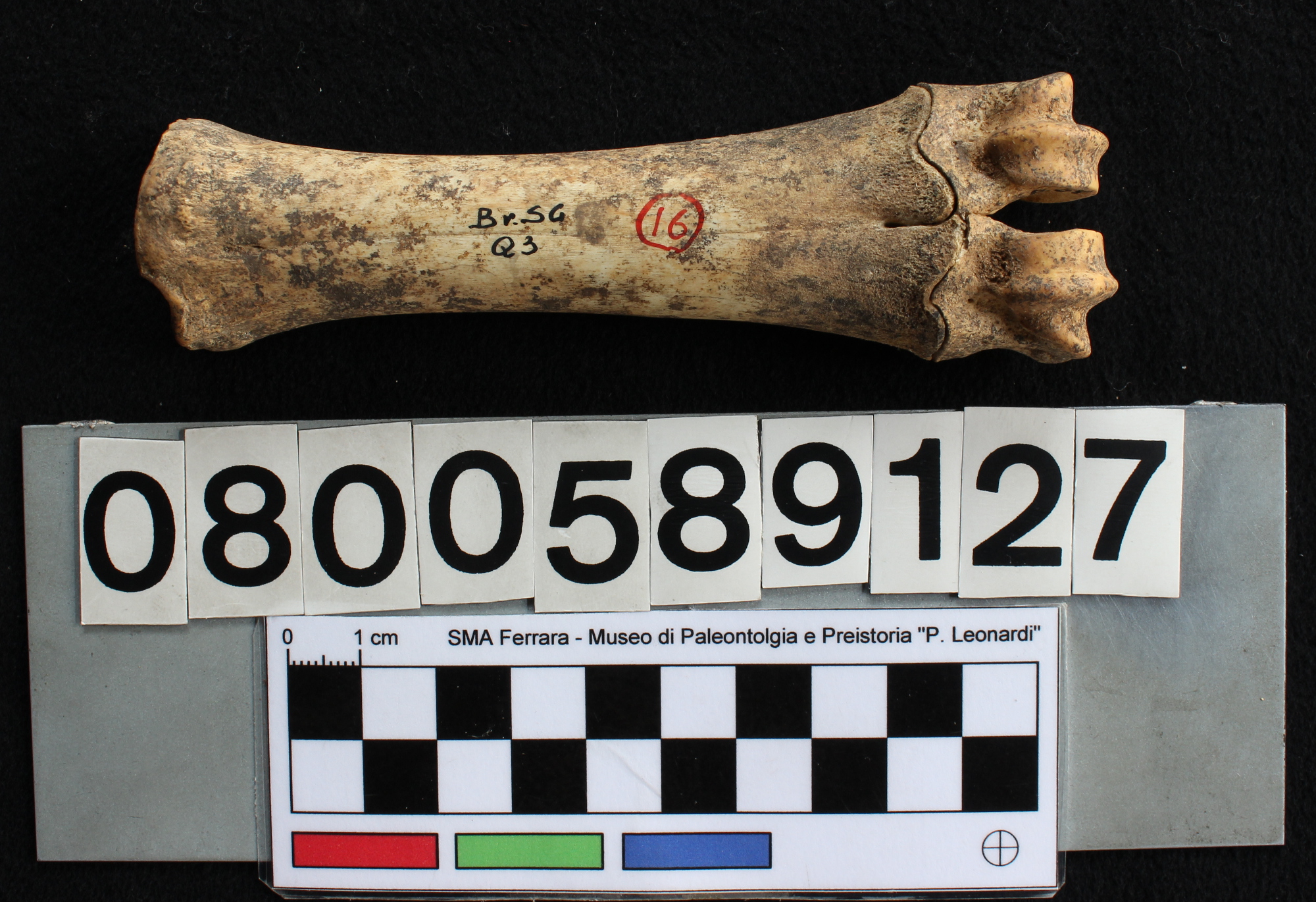 fossile (Capra ibex, metacarpo, esemplare)