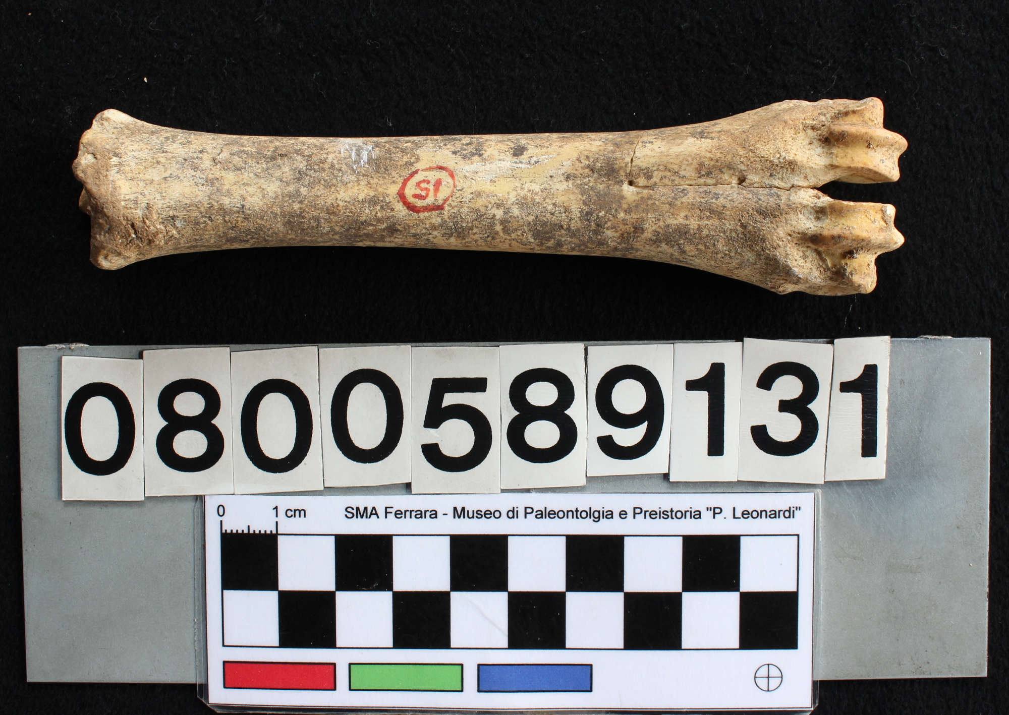 fossile (Capra ibex, metatarso, esemplare)