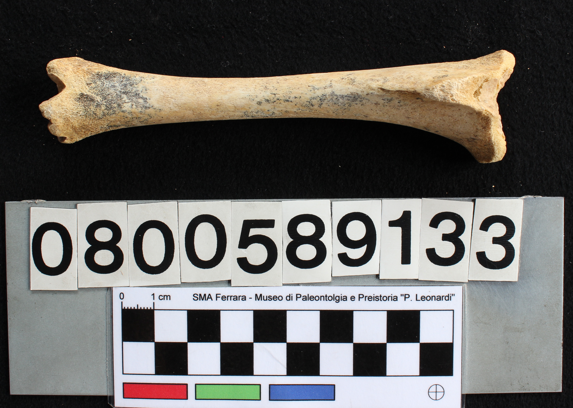 fossile (Capra ibex, tibia, esemplare)