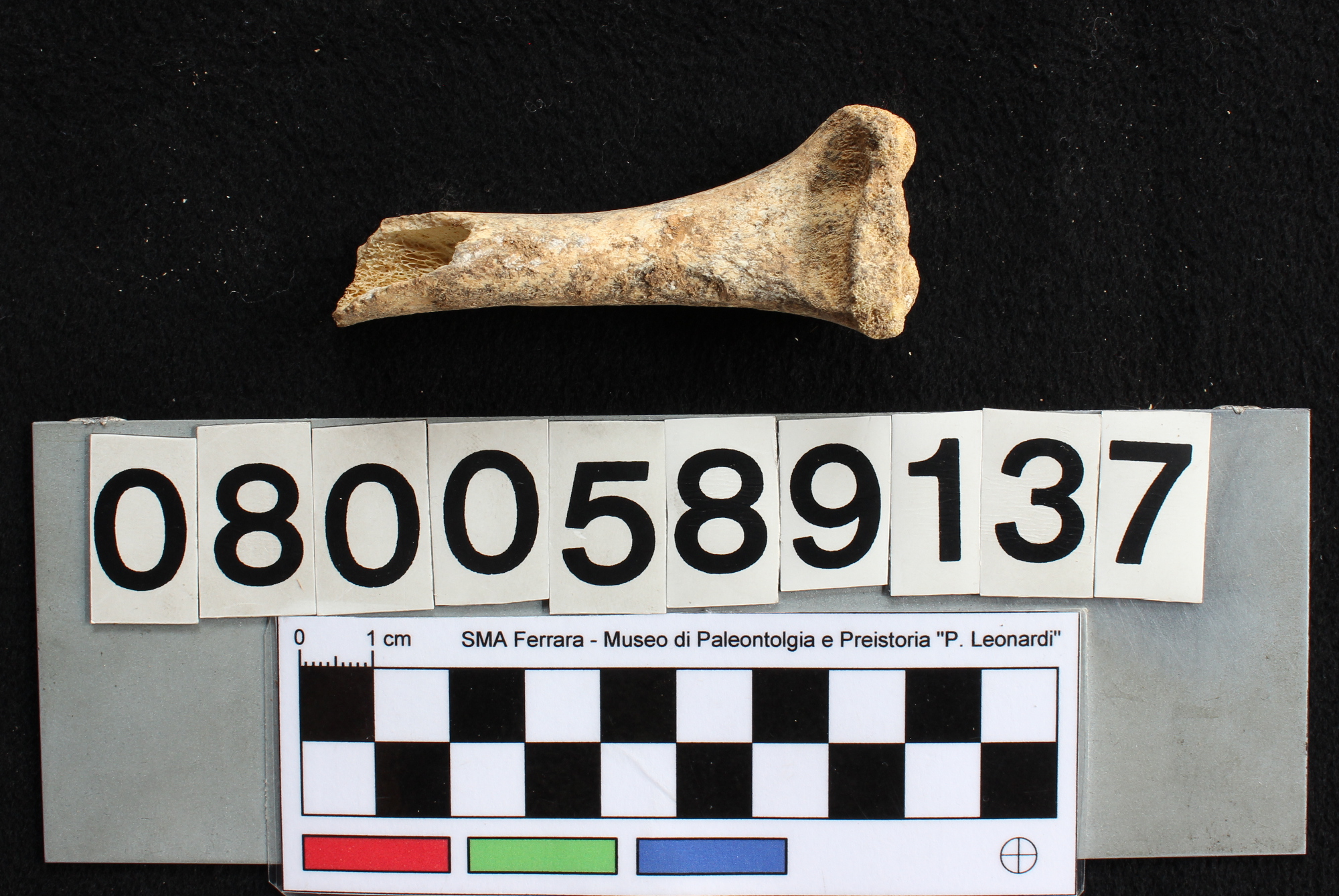 fossile (Capra ibex, omero, esemplare)
