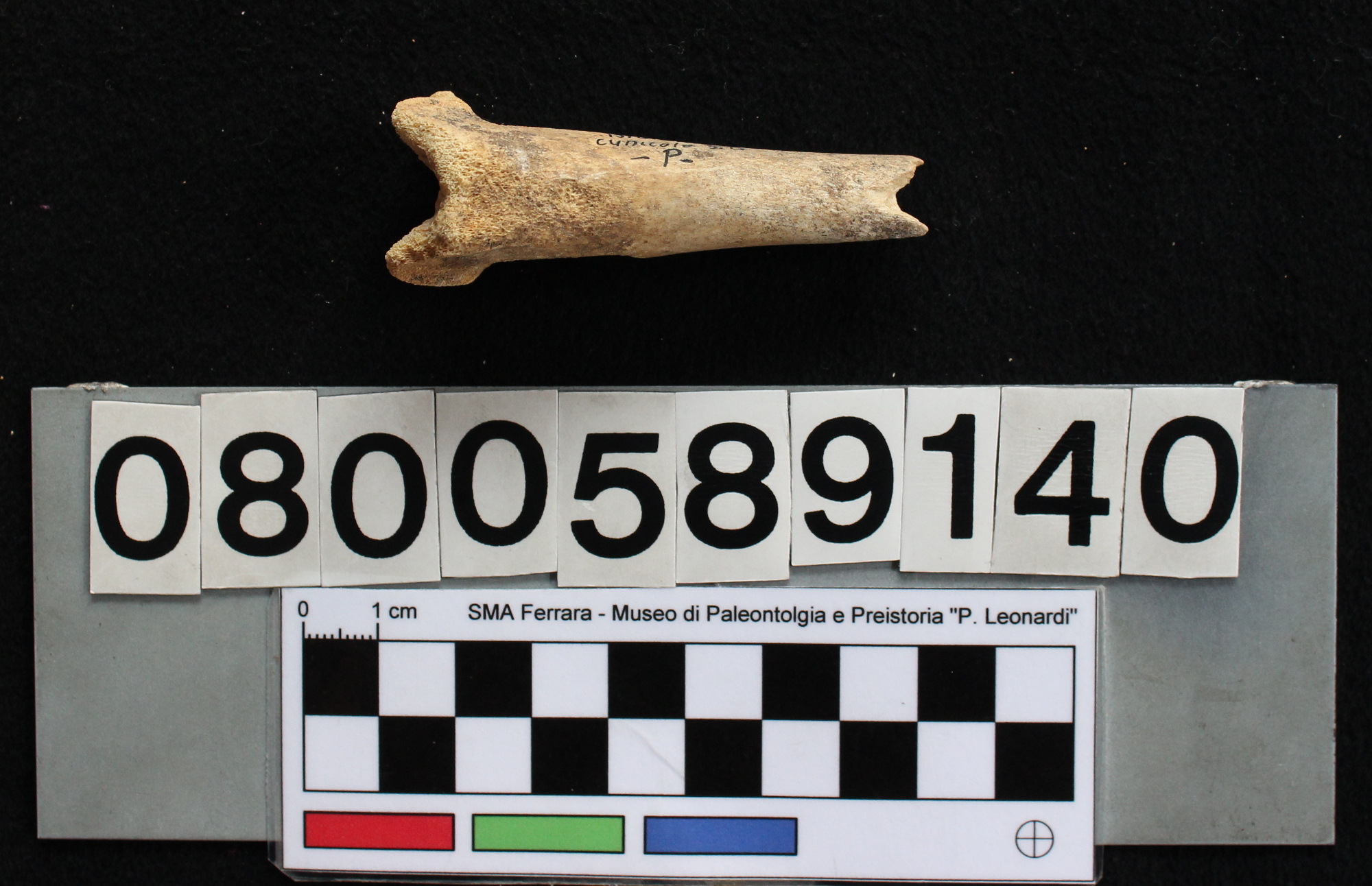fossile (Capra ibex, femore, esemplare)