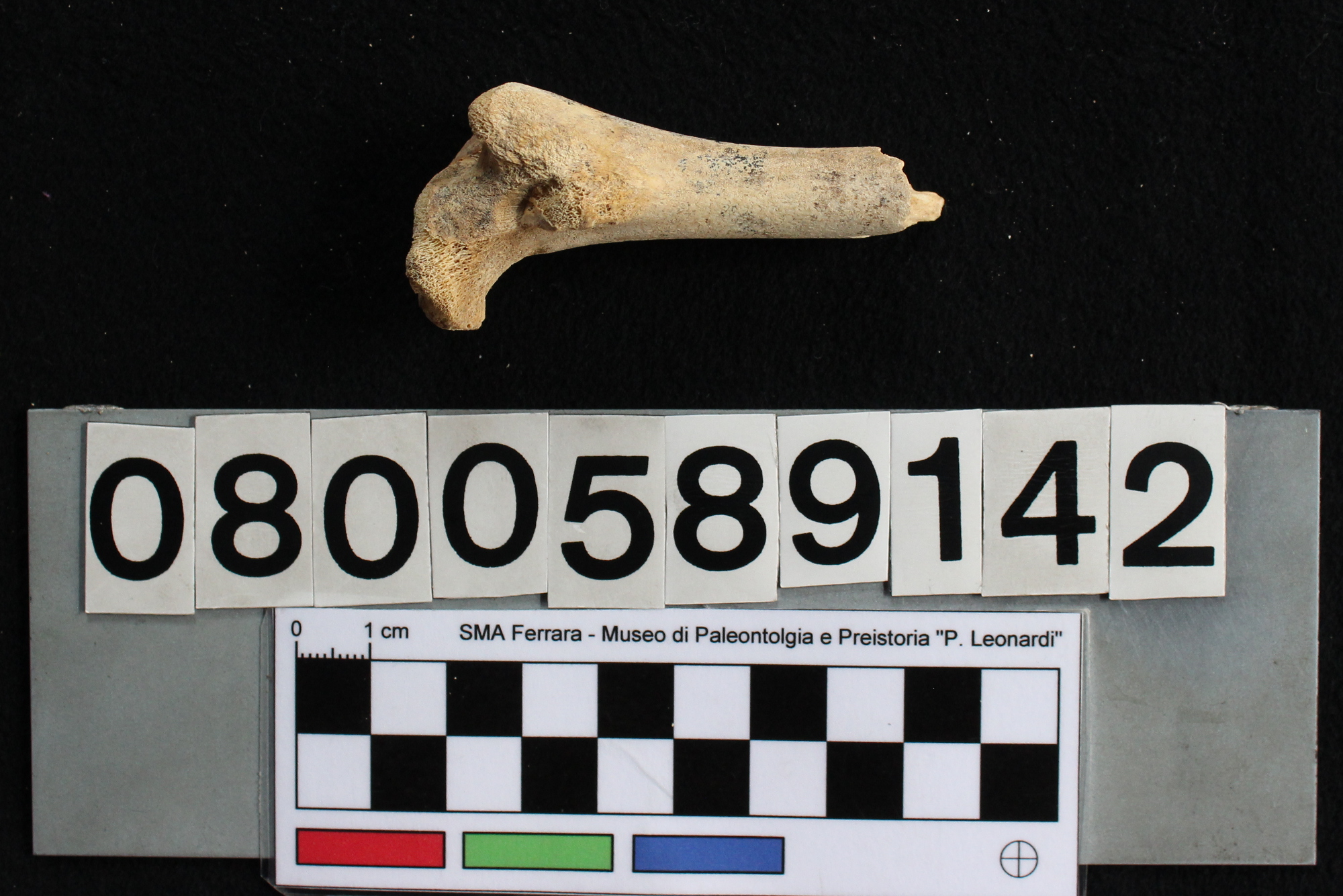 fossile (Capra ibex, femore, esemplare)