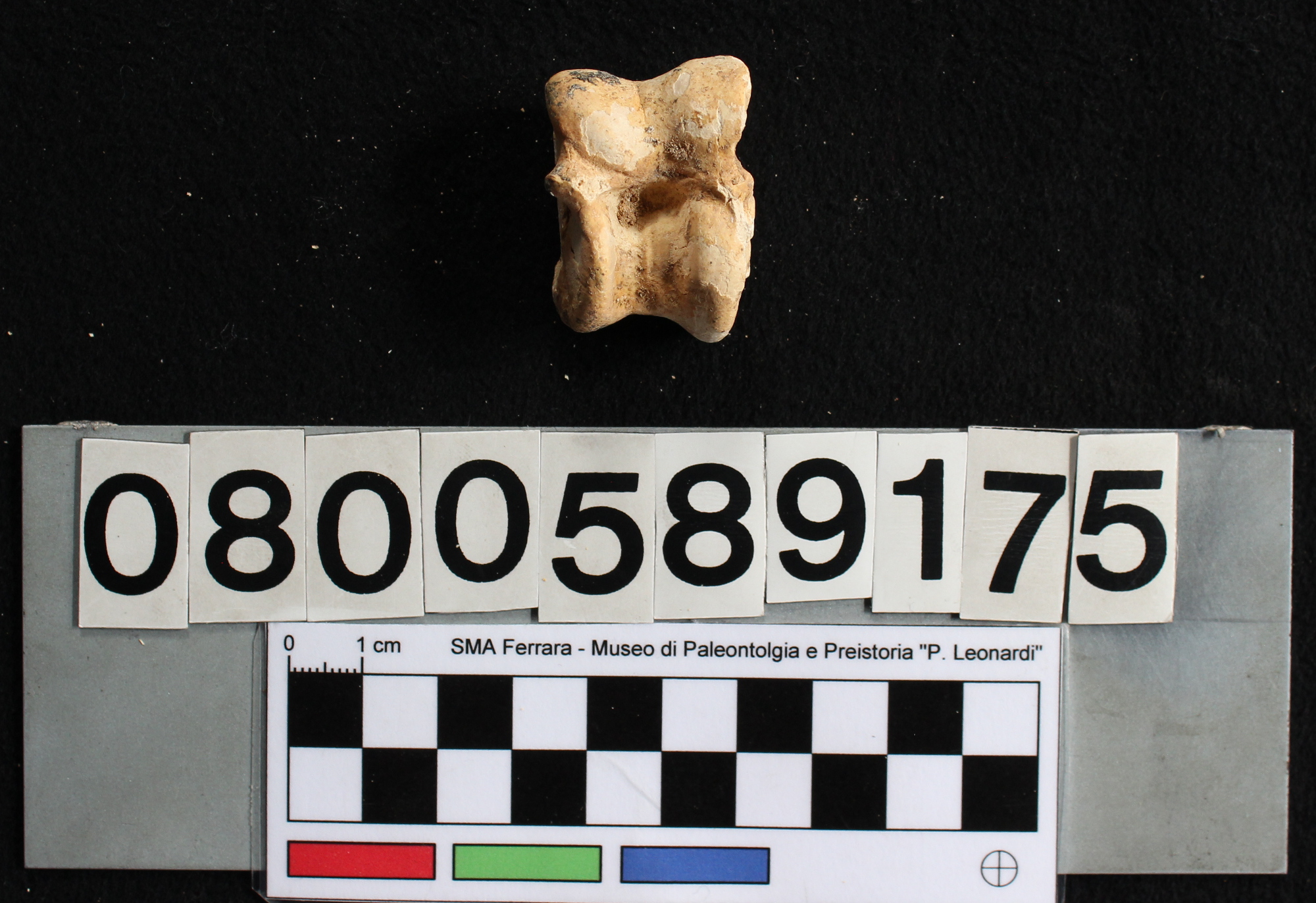 fossile (Capra ibex, astragalo, esemplare)