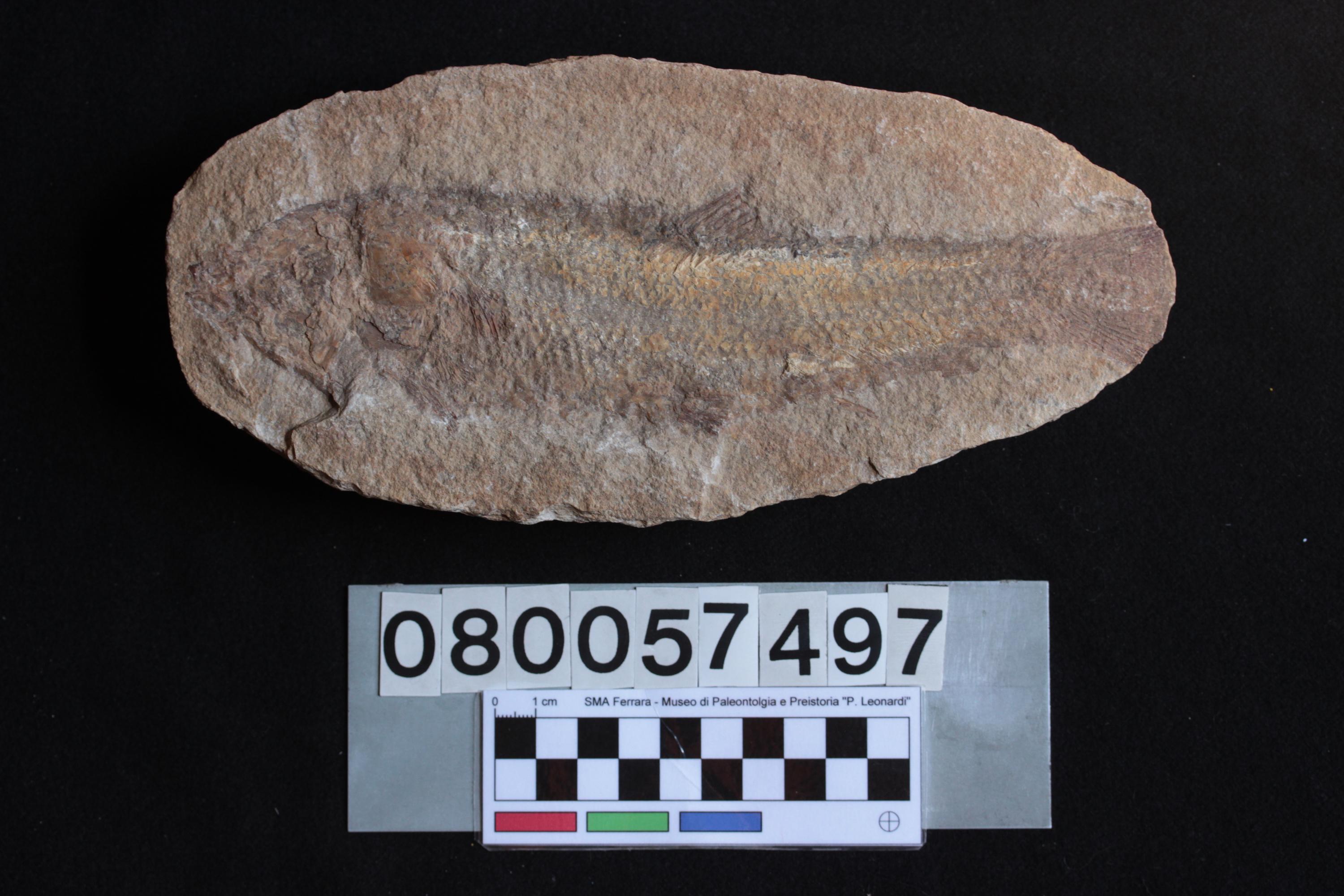 fossile (Calamopleurus sp, esemplare)