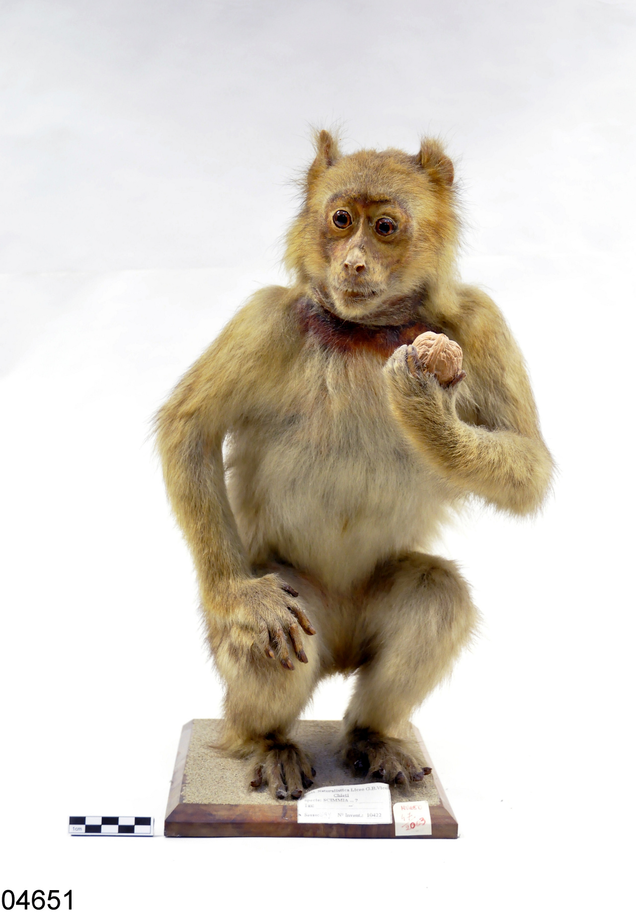 bertuccia (esemplare)