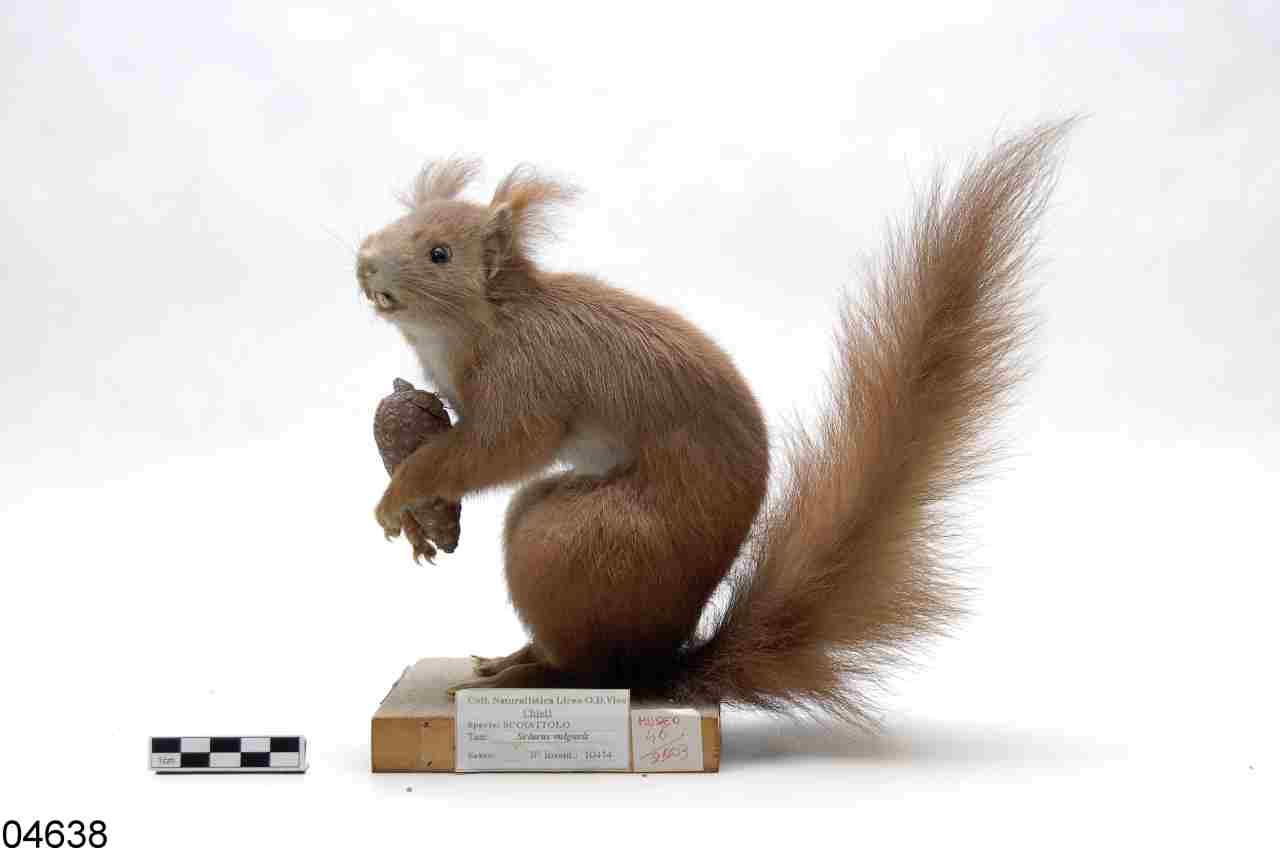 scoiattolo comune (esemplare)