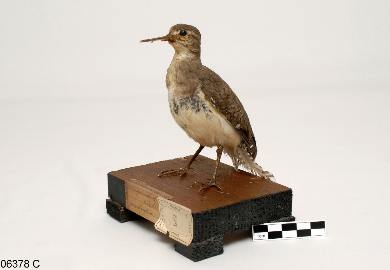 gambecchio (esemplare)