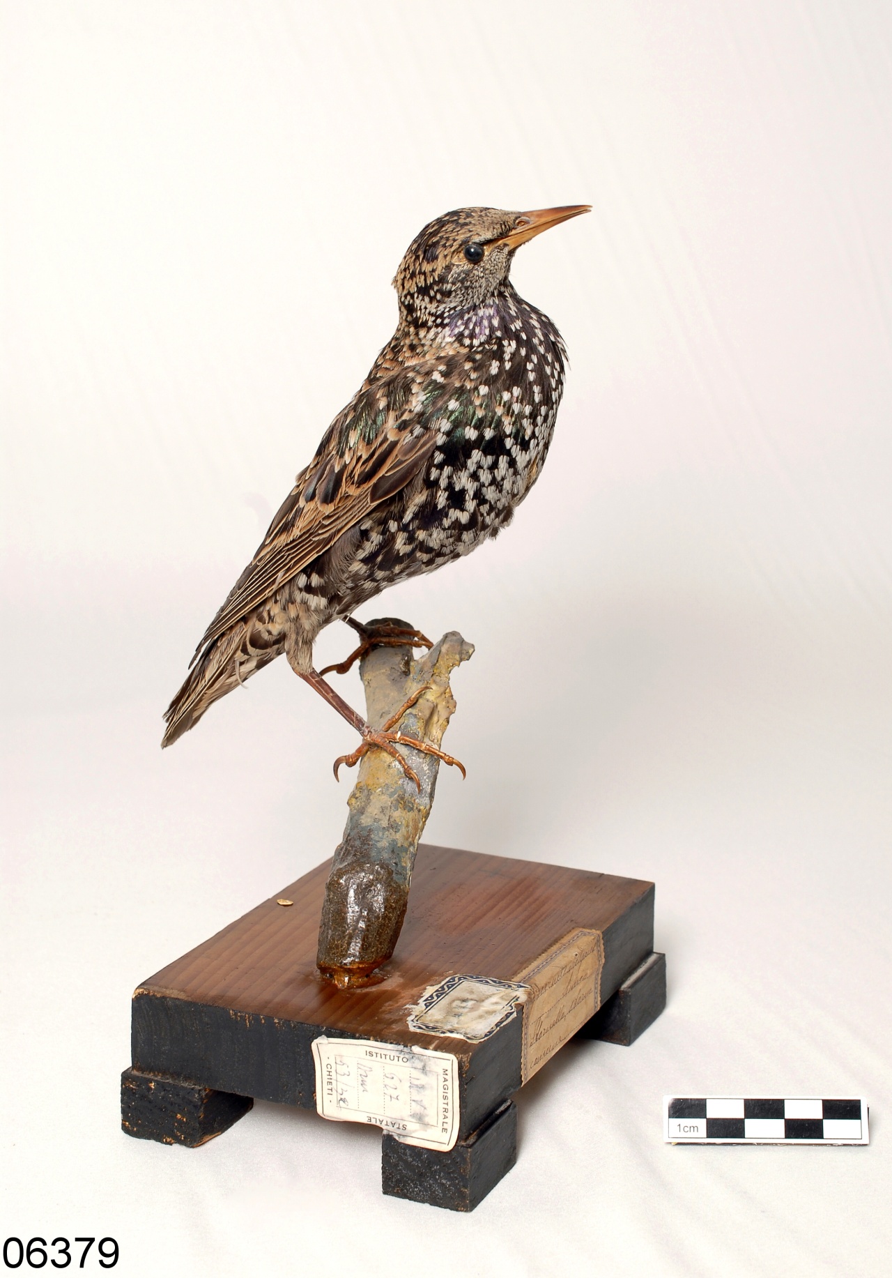 storno comune (esemplare)