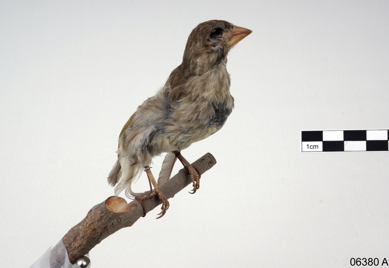 verdone comune (esemplare)