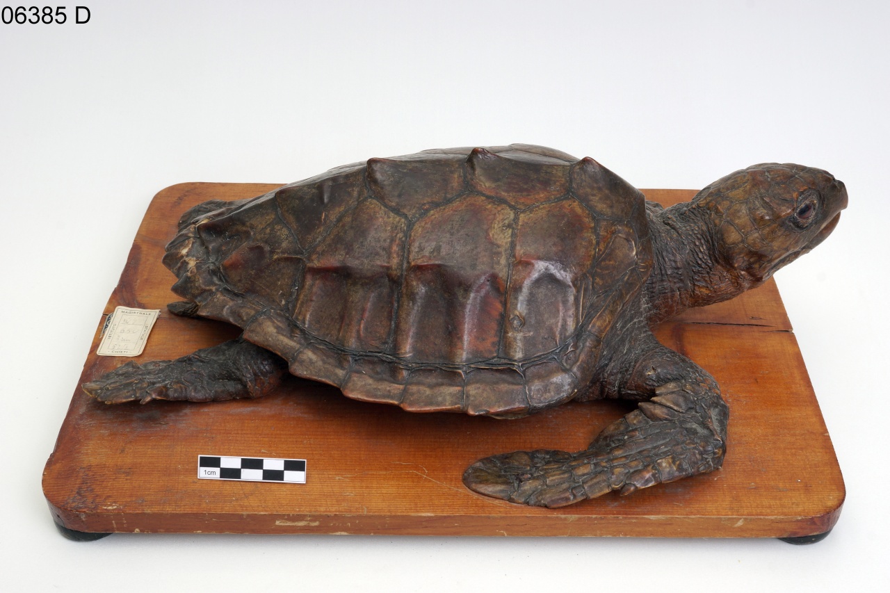 tartaruga comune (esemplare)