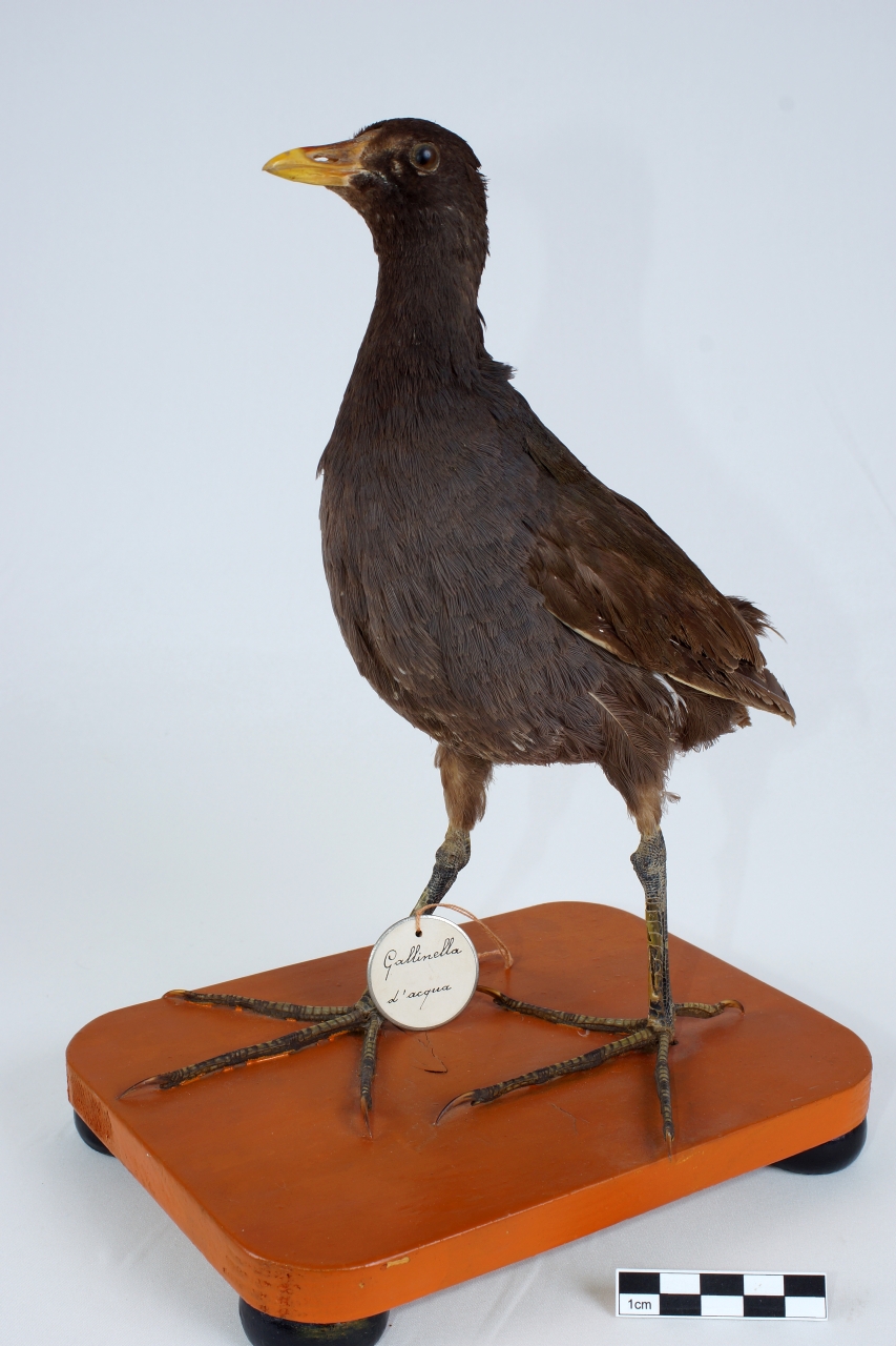 gallinella d'acqua (esemplare)