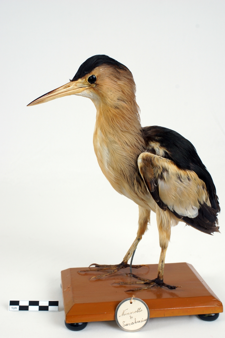 tarabusino (esemplare)