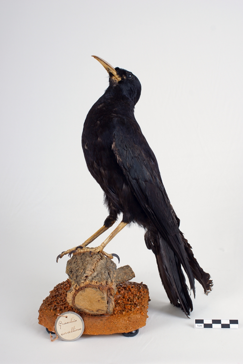 gracchio corallino (esemplare)