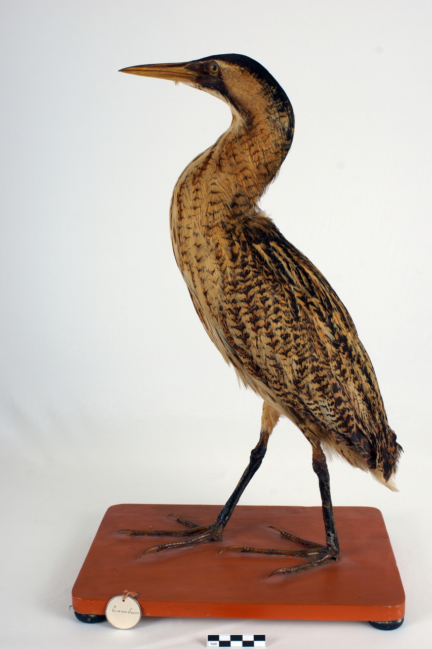 tarabuso (esemplare)