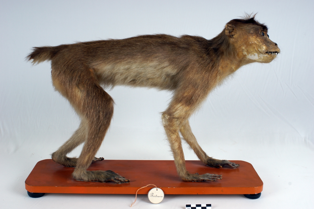 bertuccia (esemplare)