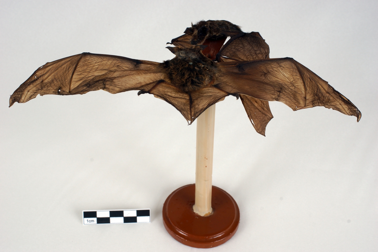 pipistrello nano (serie)