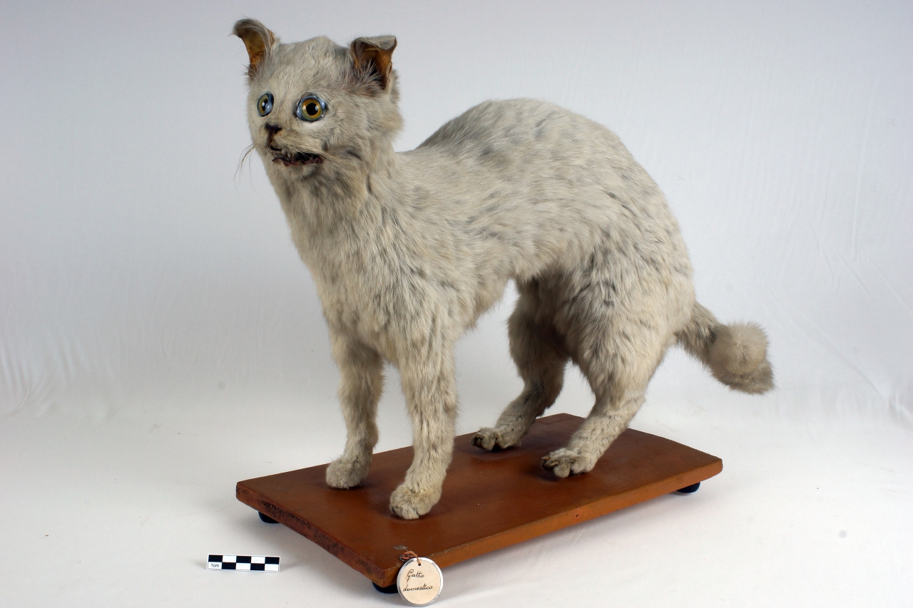 gatto domestico (esemplare)
