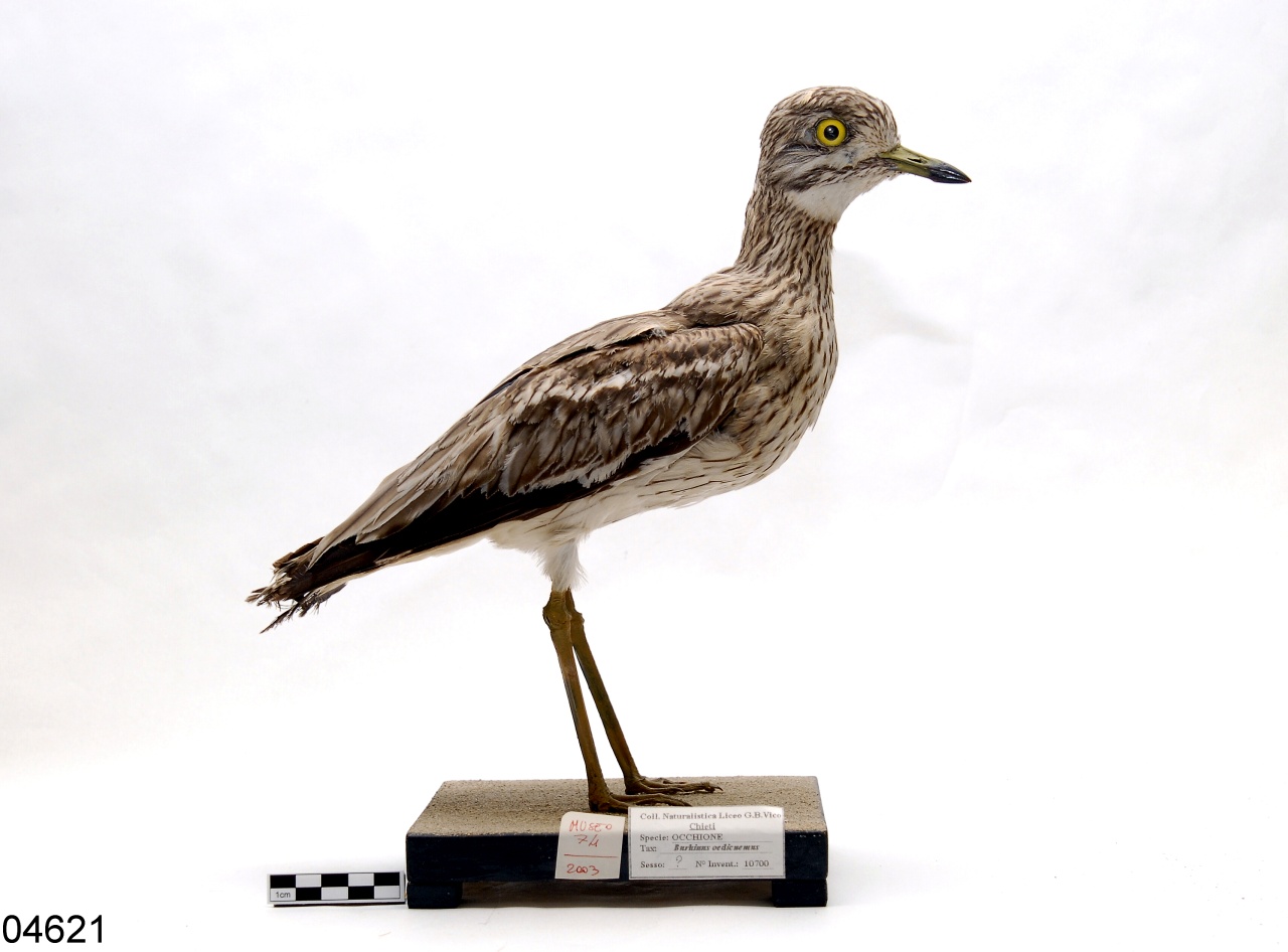 occhione comune (esemplare)