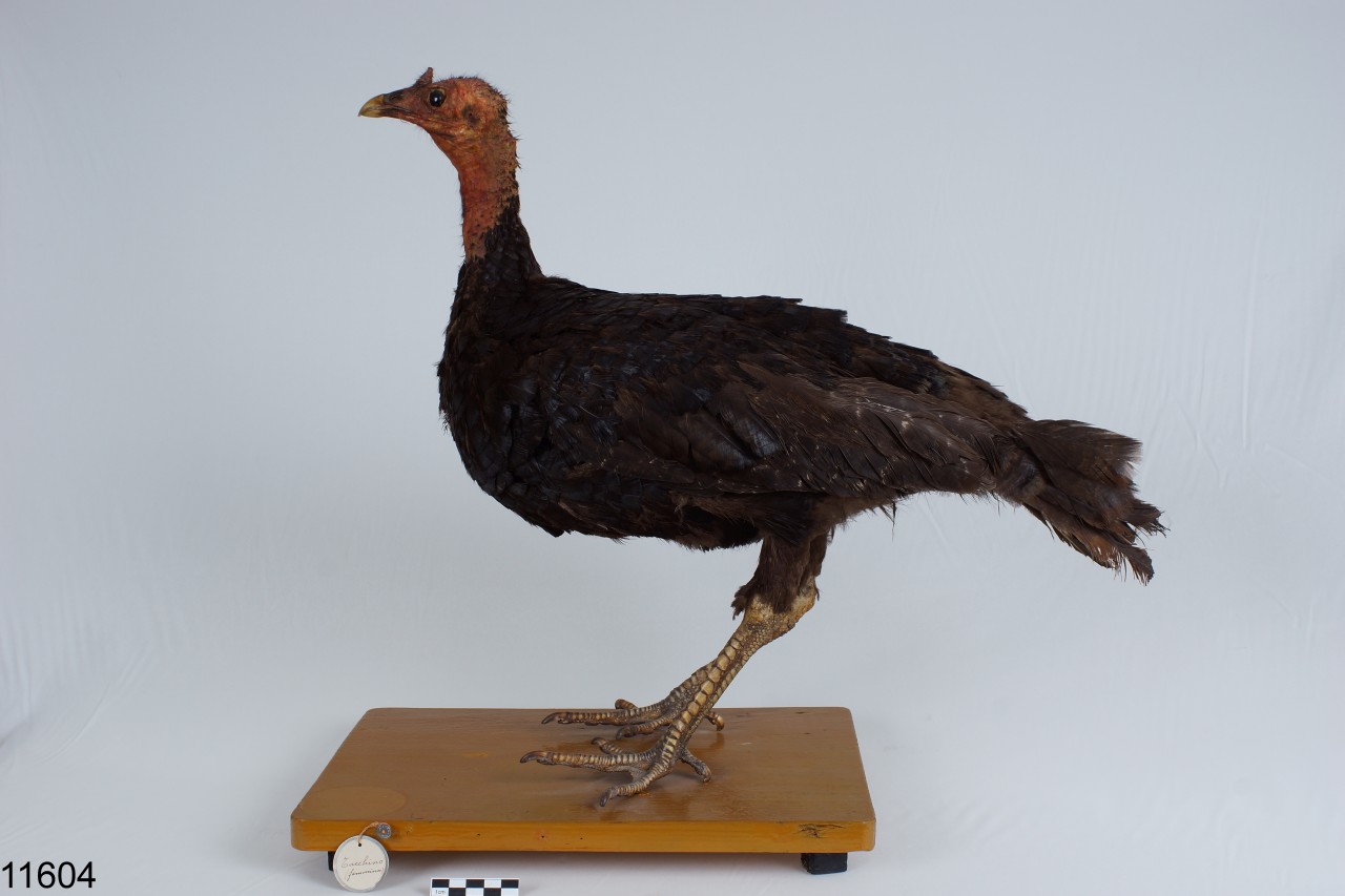 tacchino selvatico (esemplare)