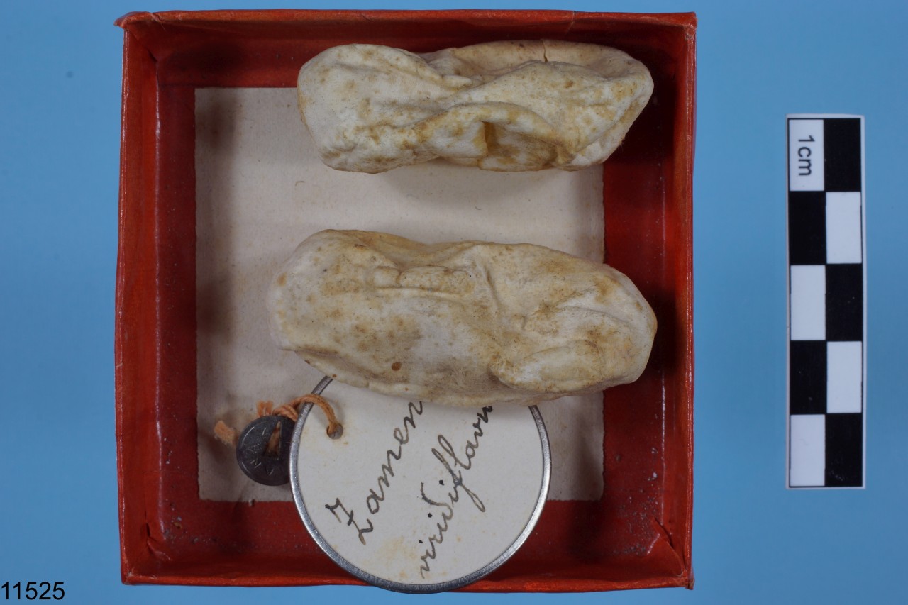 uovo di biacco (serie)