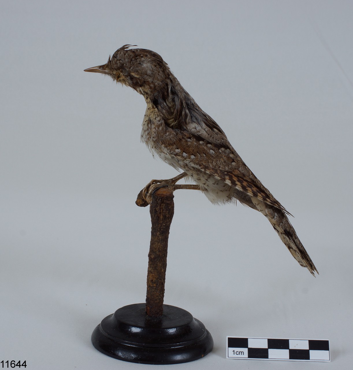 torcicollo (esemplare)