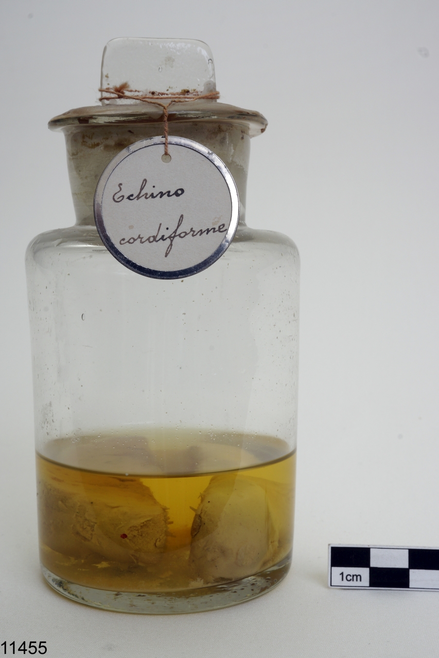 echinide (esemplare)