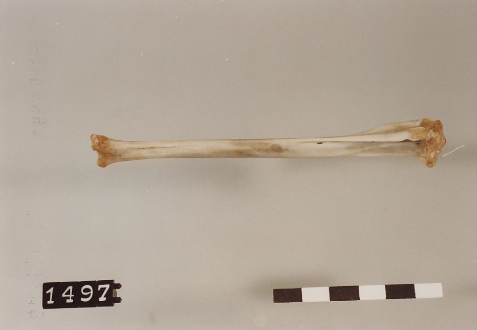 BOCCHINO, utensili da tabagista - artigianato pastorale (secc. XIX fine/ XX inizio)