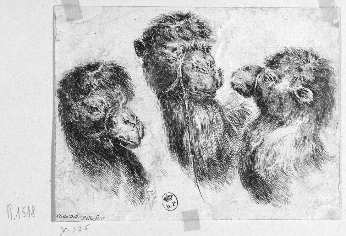 teste di cammello (stampa smarginata, serie) di Della Bella Stefano (sec. XVII)