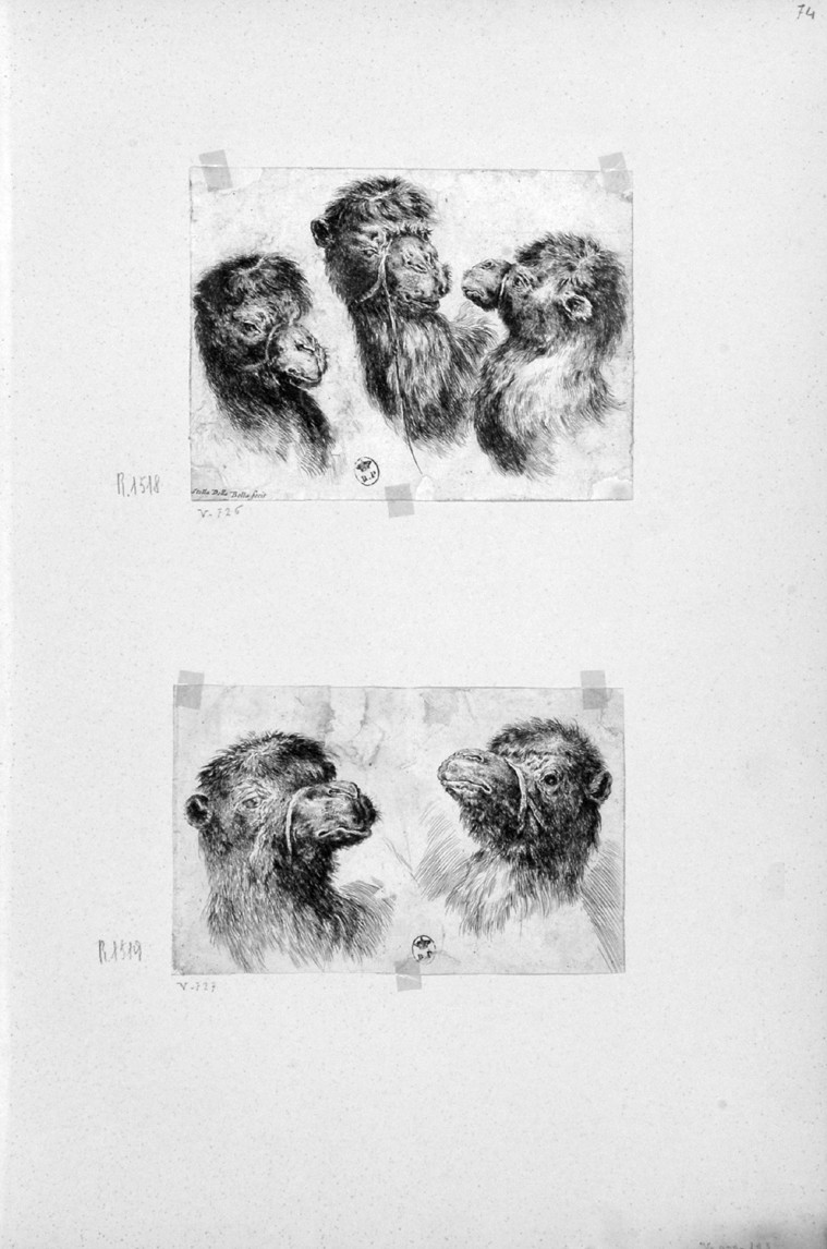 teste di animali diversi (stampa, serie) di Della Bella Stefano (sec. XVII)