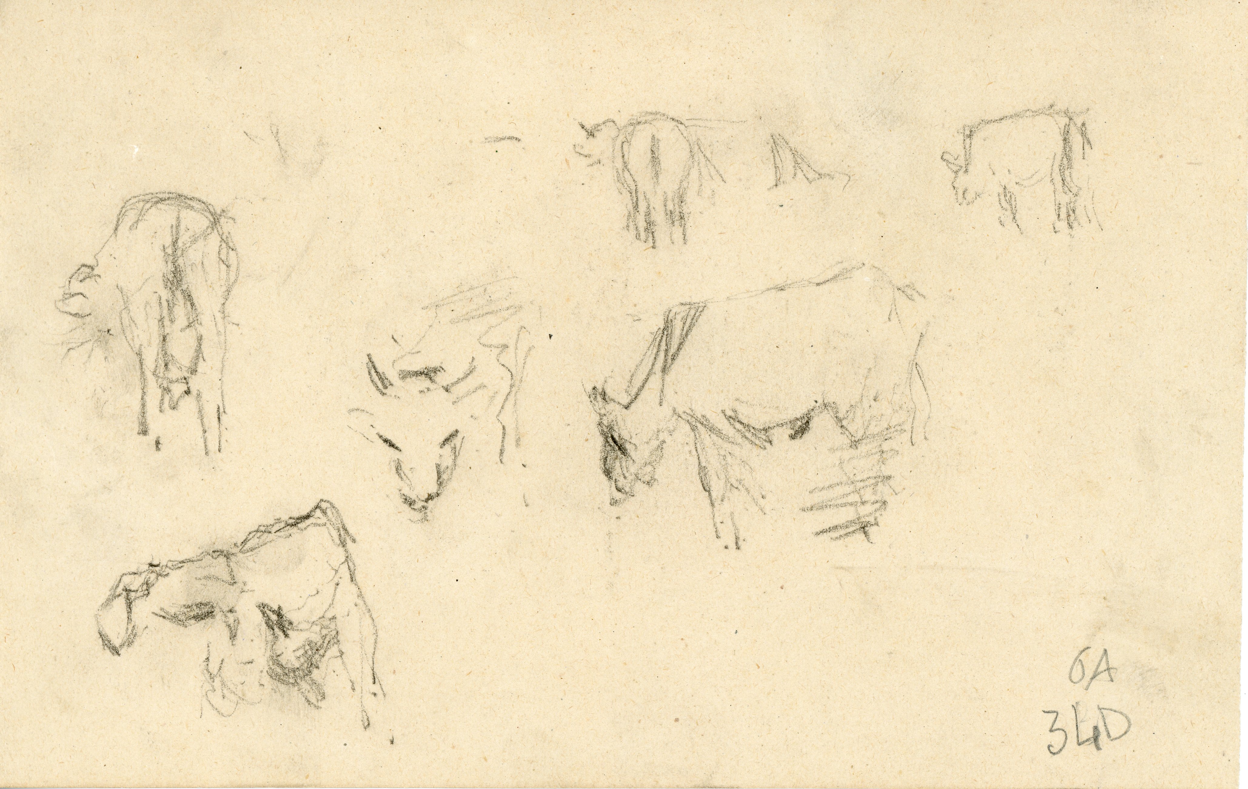 Studi di animali (disegno) di Tominetti, Achille - ambito italiano (fine/ inizio XIX/ XX)