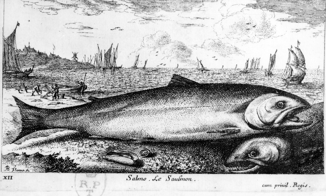 salmone (stampa, elemento d'insieme) di Flamen Albert (seconda metà sec. XVII)