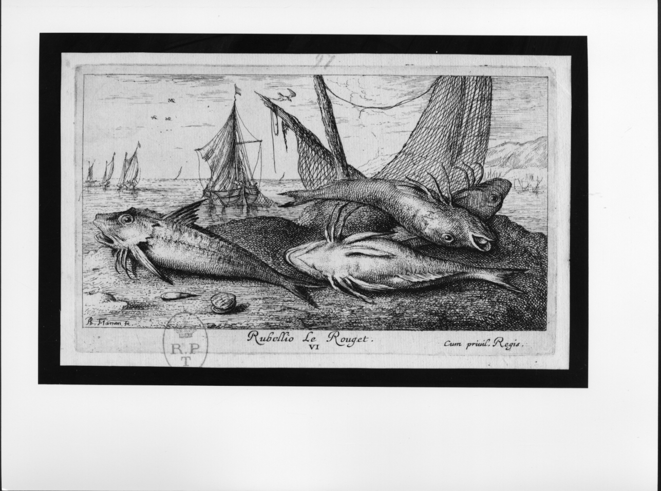 Rubellio, pesci (stampa) di Flamen Albert (seconda metà sec. XVII)