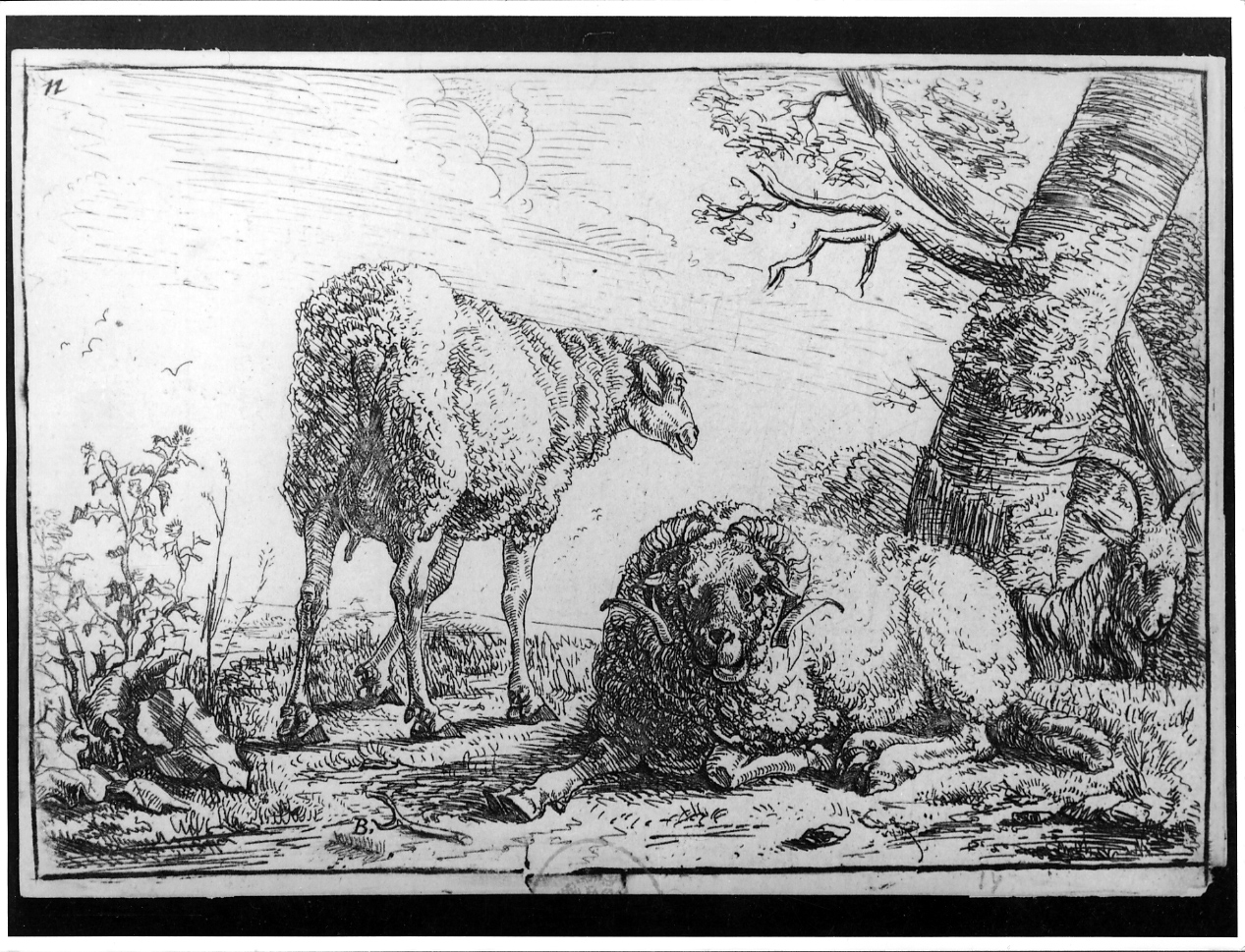 Due pecore e capre, pecore e montone (stampa) - ambito fiammingo (metà sec. XVII)