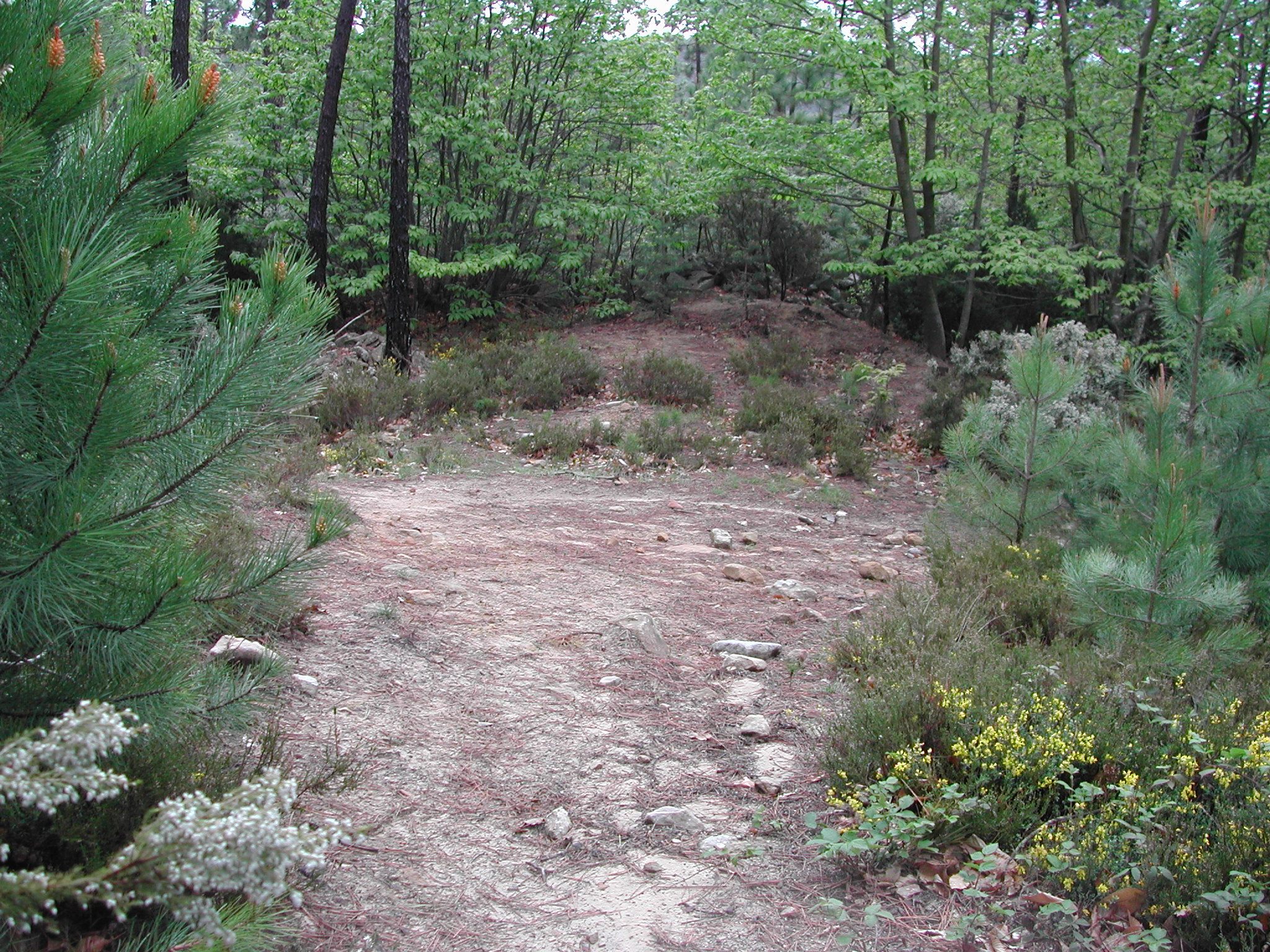 PIAN DEL RE (area ad uso funerario, tombe) - Apricale (IM)  (Età del Bronzo recente)
