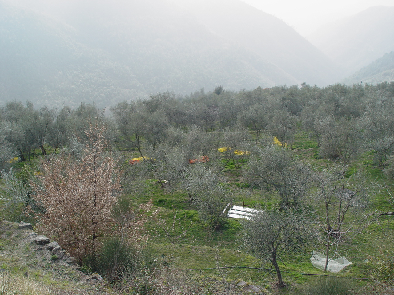 Loc. Misteru (insediamento, tracce di insediamento) - Apricale (IM)  (V a.C)