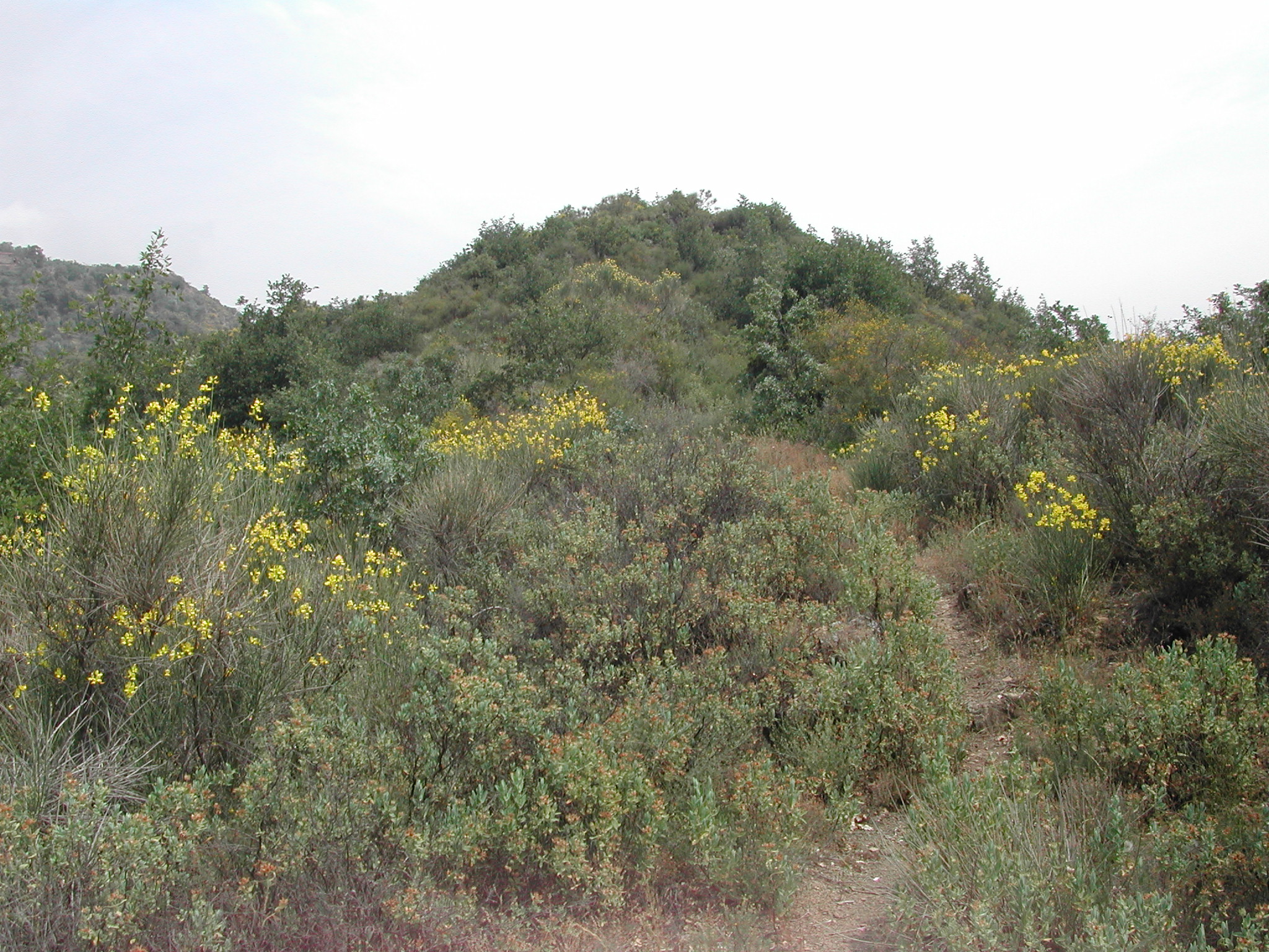 loc. Castellazzo (insediamento, tracce di insediamento) - Isolabona (IM)  (Eta' romana)