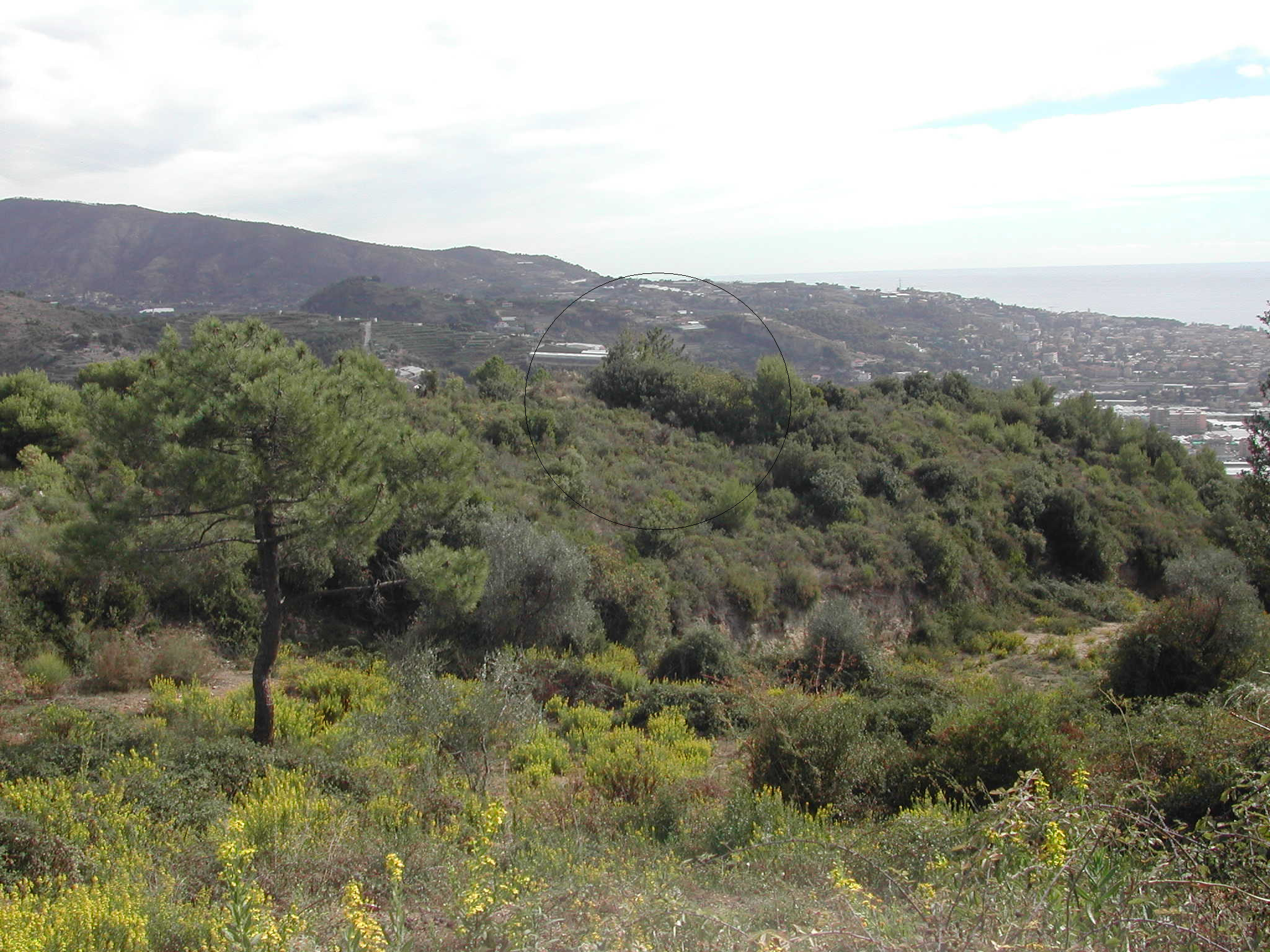 COLLASGARBA (sito pluristratificato) - Camporosso (IM)  (Età romana)